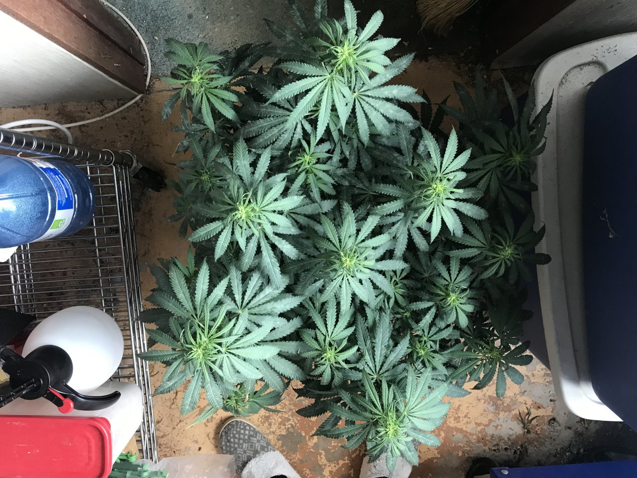 Girl Scout Cookies (Gina)-Day 1F-e.JPG