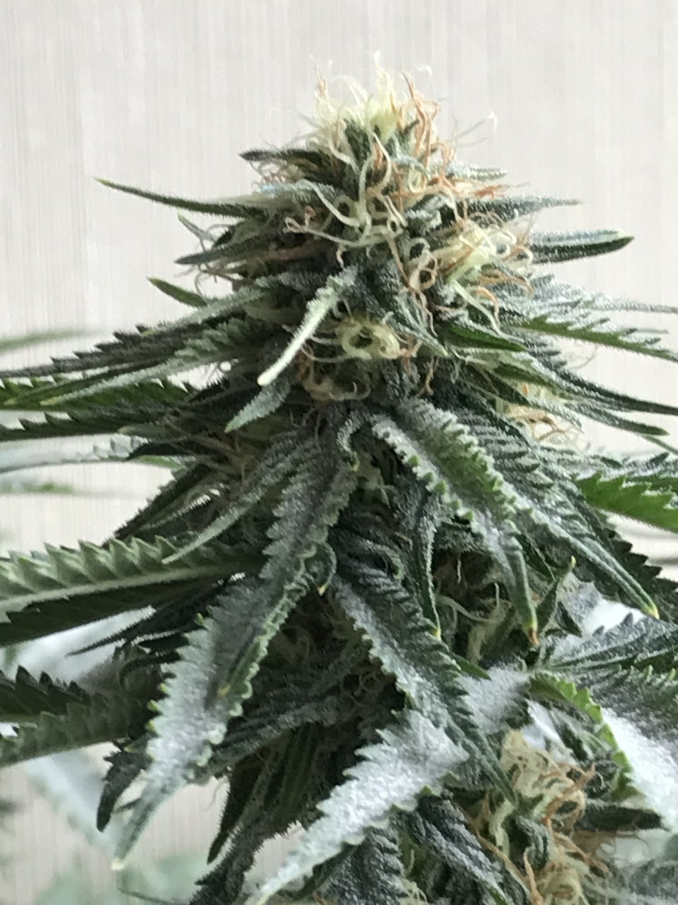 Girl Scout Cookies (Gina)-Day 24F-b.JPG