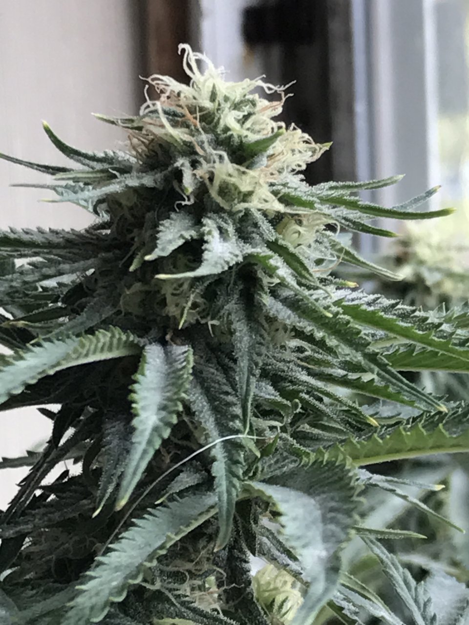 Girl Scout Cookies (Gina)-Day 24F-c.JPG