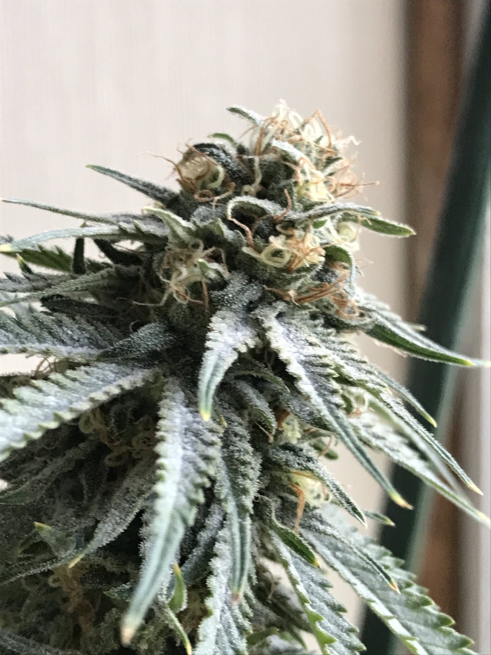 Girl Scout Cookies (Gina)-Day 31F-h.JPG