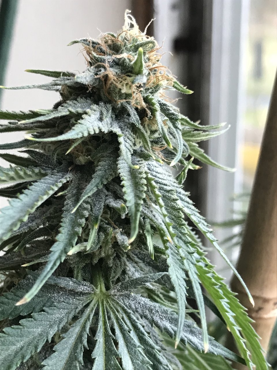 Girl Scout Cookies (Gina)-Day 31F-i.JPG