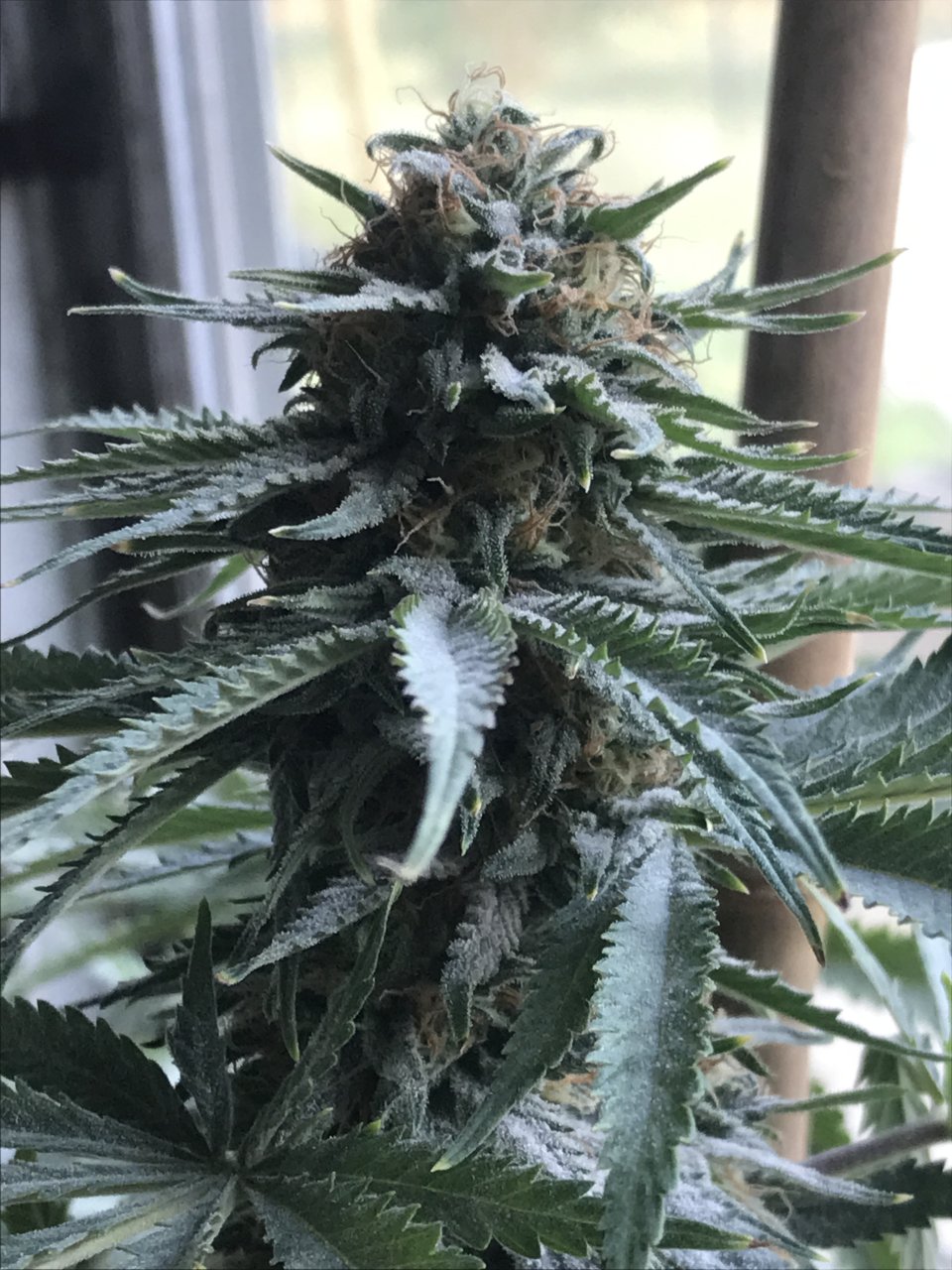 Girl Scout Cookies (Gina)-Day 33F-b.JPG
