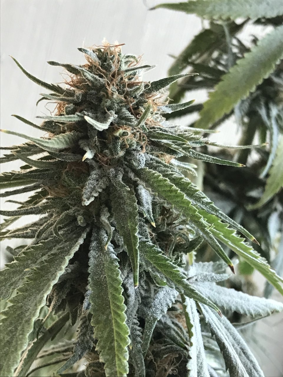 Girl Scout Cookies (Gina)-Day 39F-h.JPG