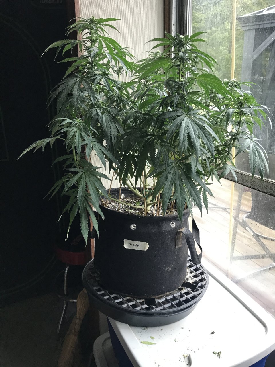 Girl Scout Cookies (Gina)-Day 6F-f.JPG