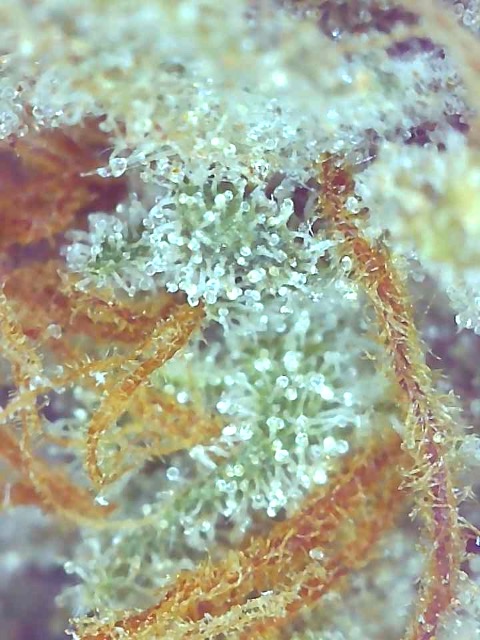 Girl Scout Cookies (Gina)-Day 71F Trichomes-k.jpg