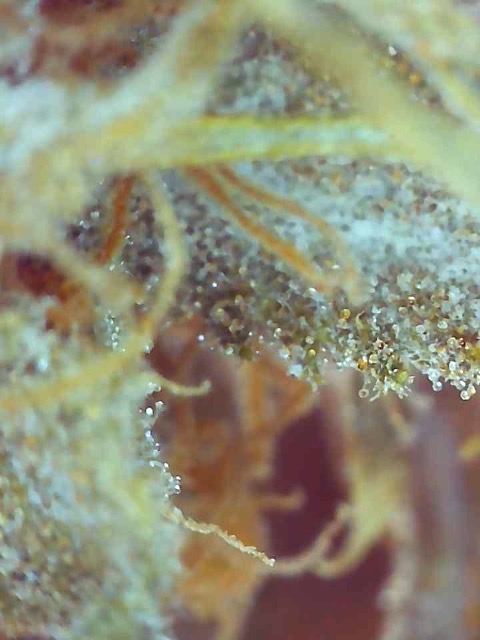Girl Scout Cookies (Gina)-Day 71F Trichomes-l.jpg