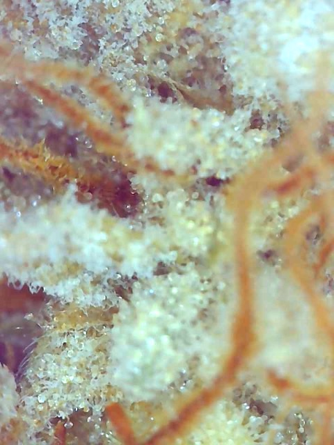 Girl Scout Cookies (Gina)-Day 71F Trichomes-m.jpg