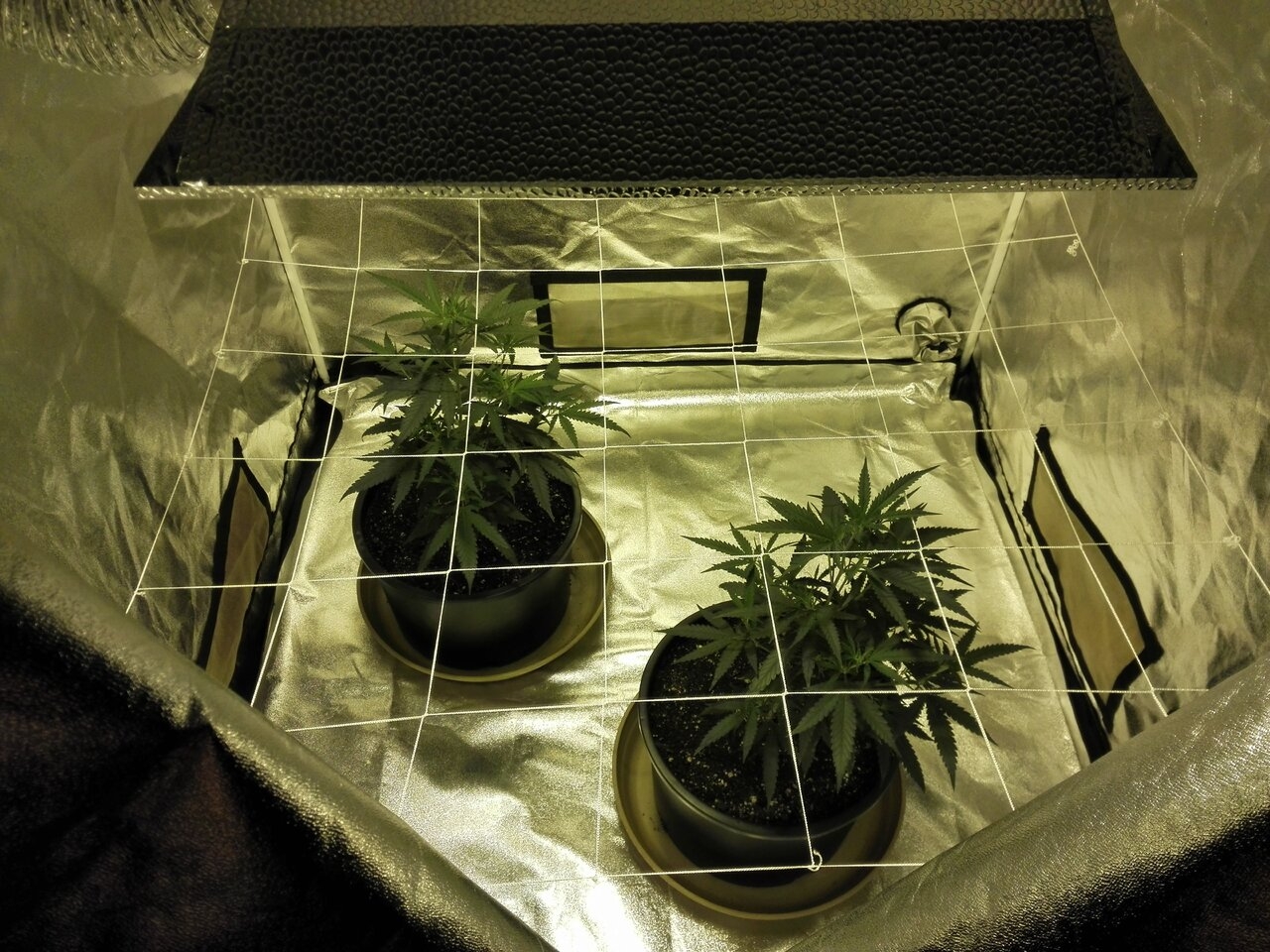 Going to be a BBG scrog