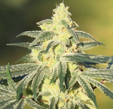 gorilla-glue-elev8-hanfsamen-marijuanaseeds-pot.jpg