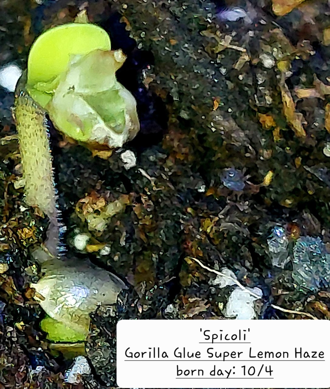 Gorilla Glue Super Lemon Haze-Day 1.jpg