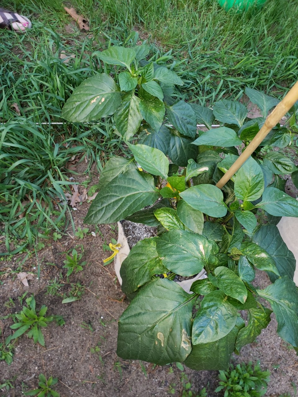 Got an issue with my HB peppers