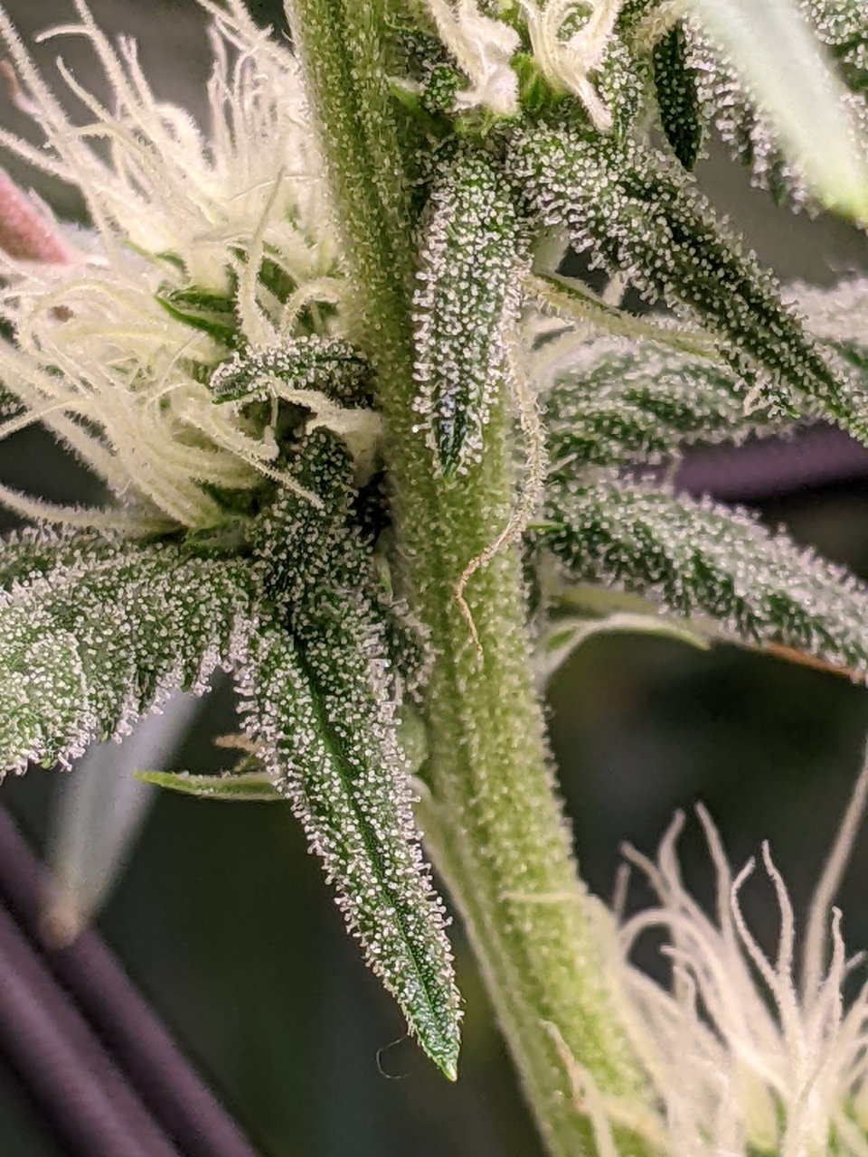 Grandmommy Purple - Herbies - Week 3 flower
