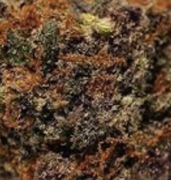 grape-zkittlez-cannabis-seeds-purplecaper-hanfsamen.jpg