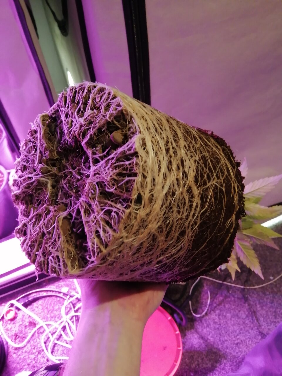 Great Roots