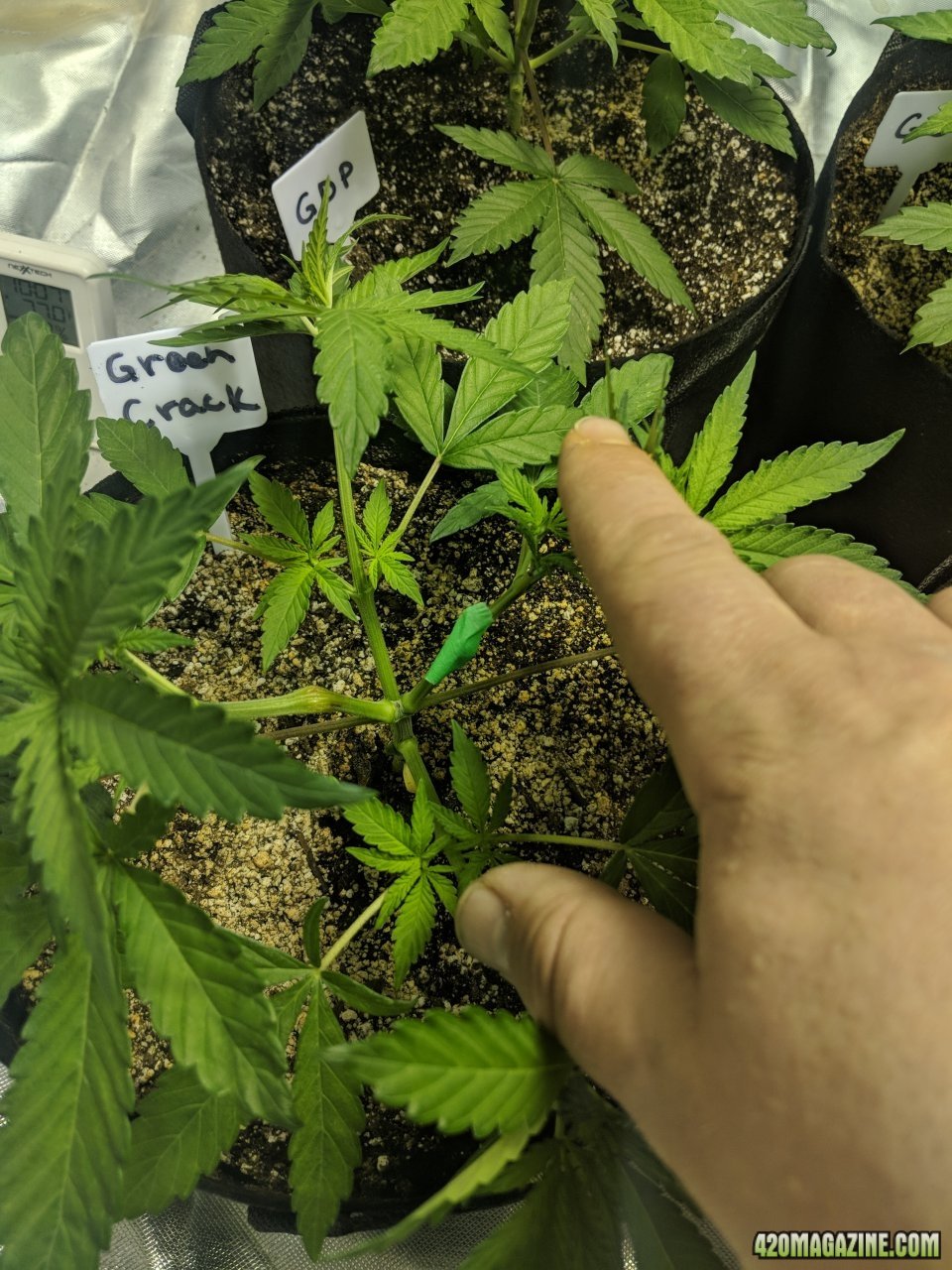 green crack may 5th litle to agressive witht he supercrop.jpg