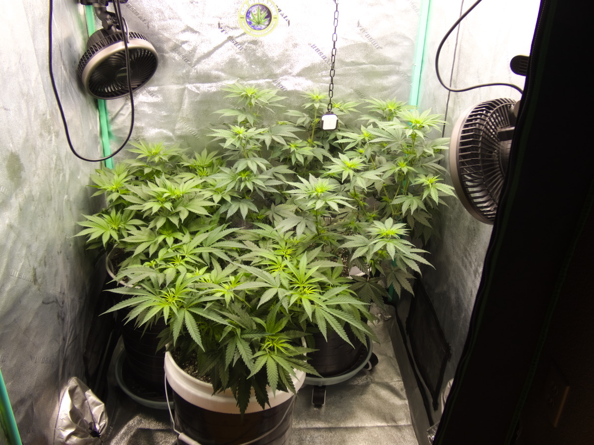 Group Pic - Day 66 - Flower 5