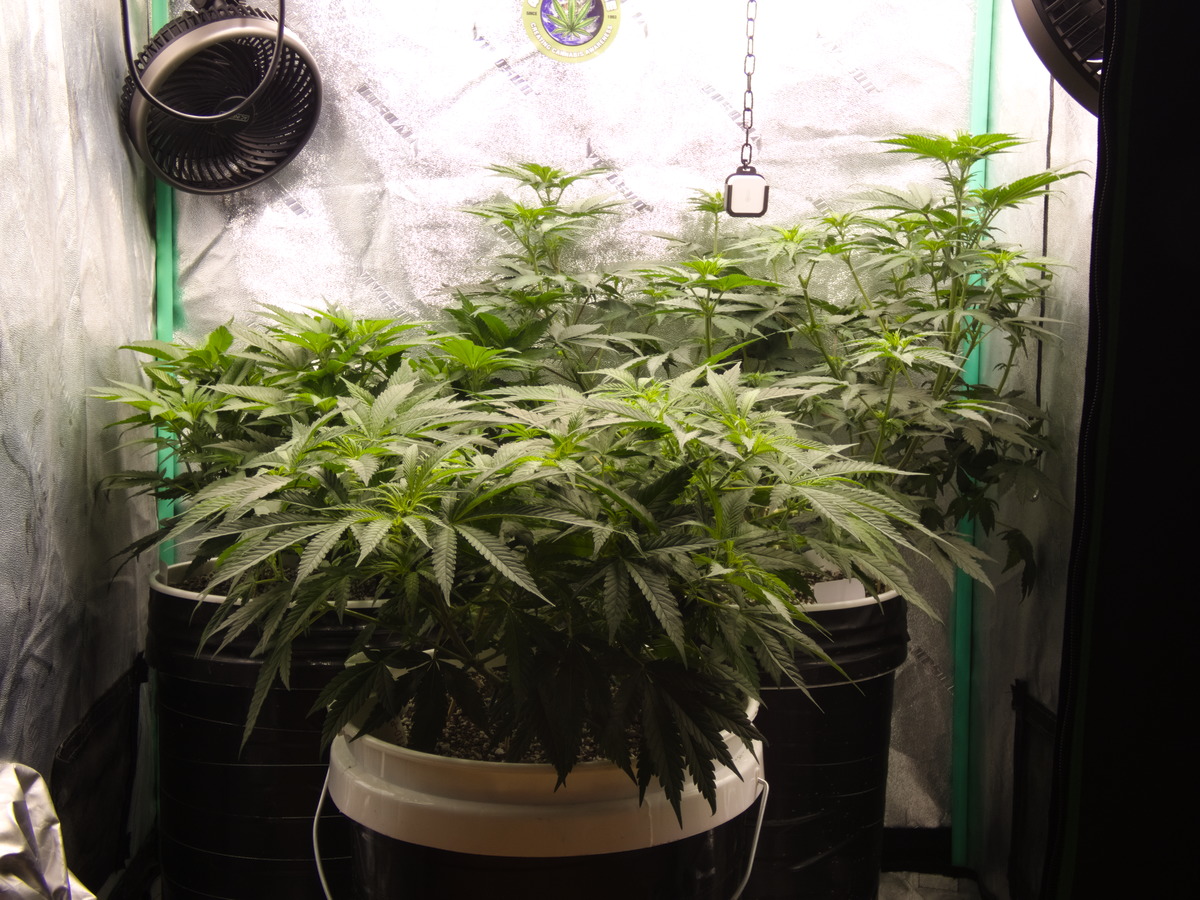 Group Pic - Day 66 - Flower 5