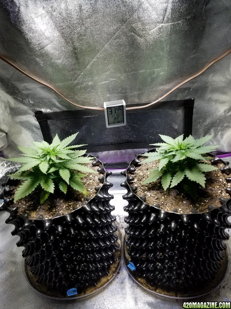 Grow 2 both