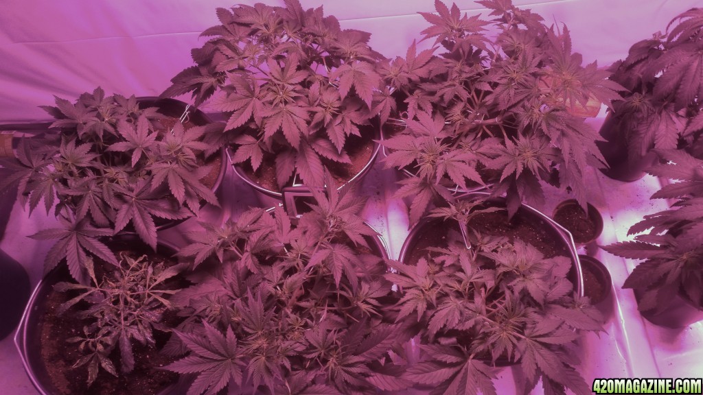 Grow 2 in soil lst and SCROG