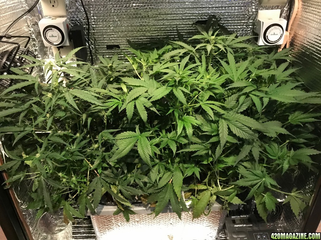 Grow at 5 weeks after initial germination