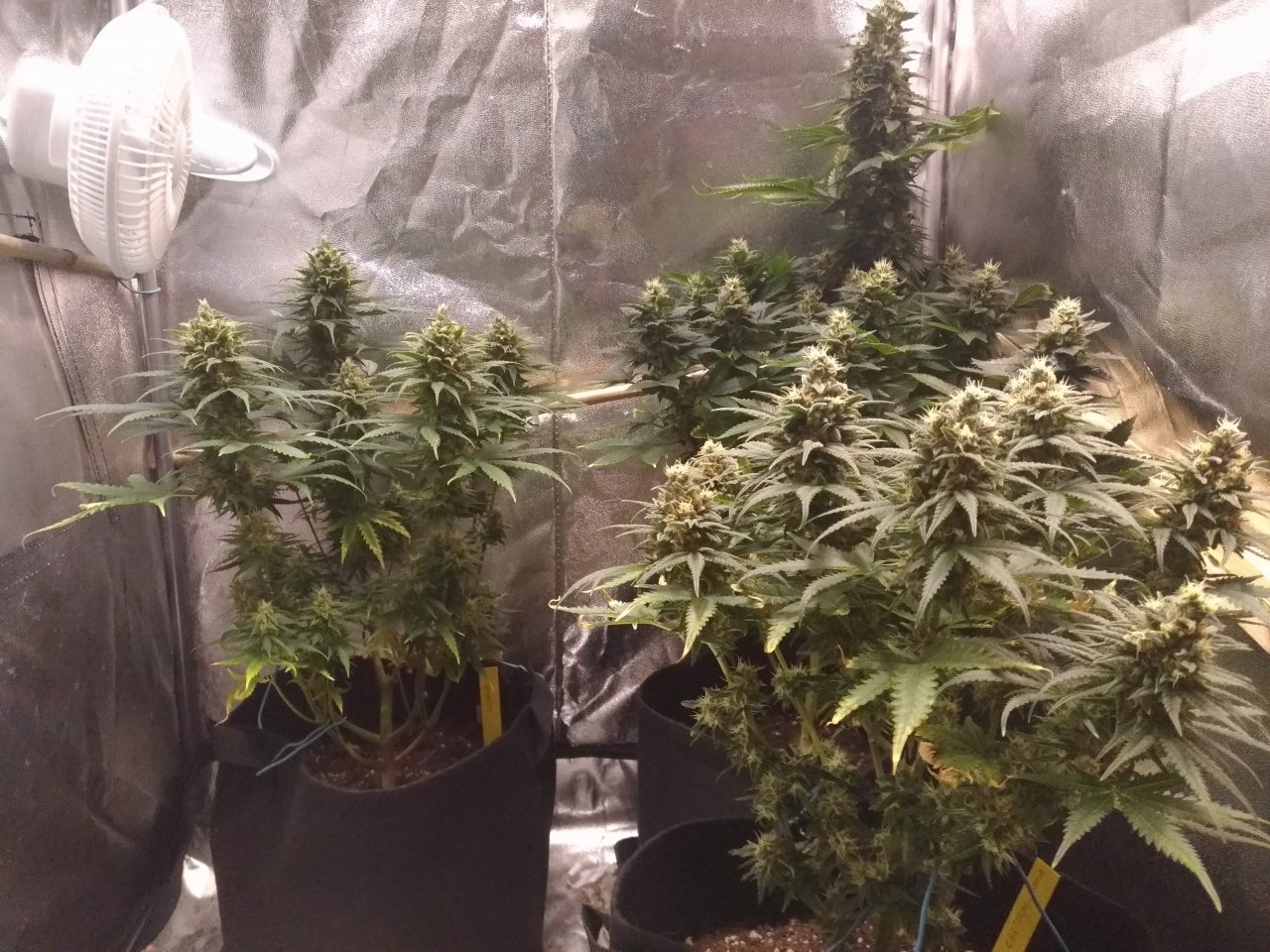 grow tent day 53 of flower