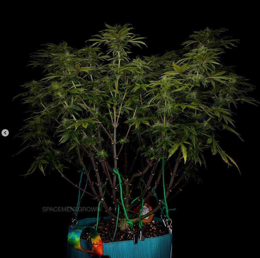 grow-with-medicgrow-smart8-spacementgrown-day30flower-29.jpg