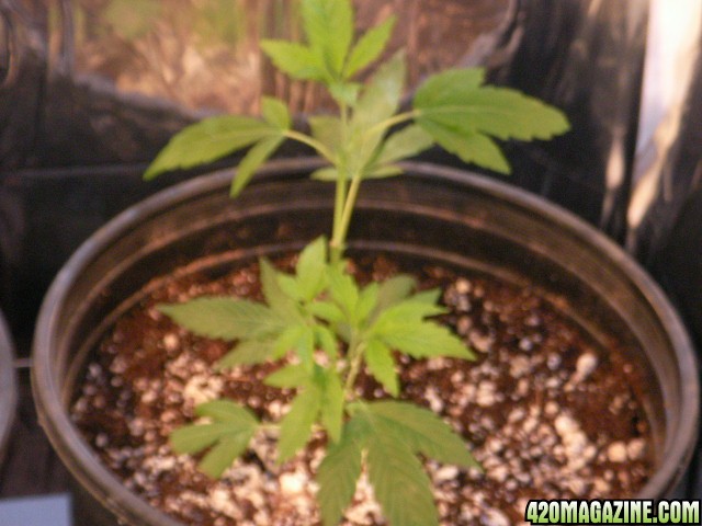 grow3