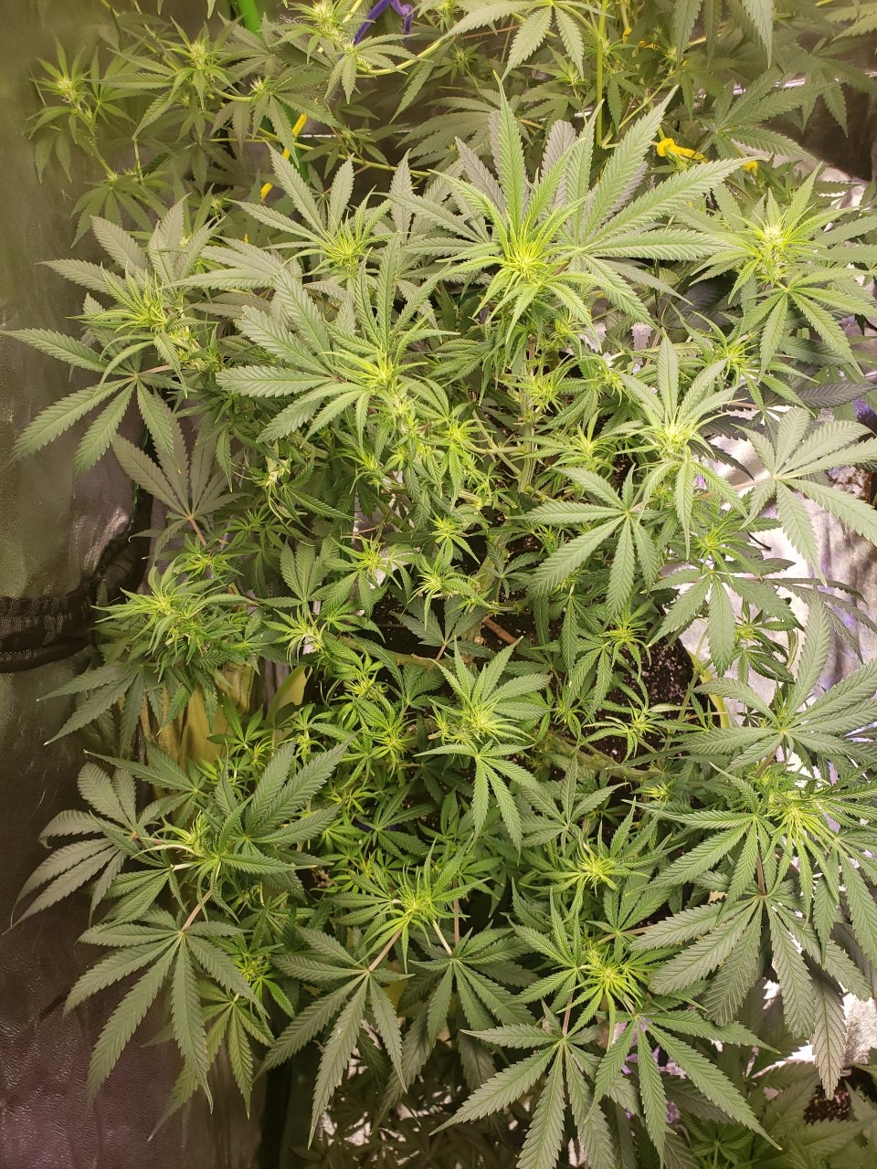 GSC #2 after major haircut