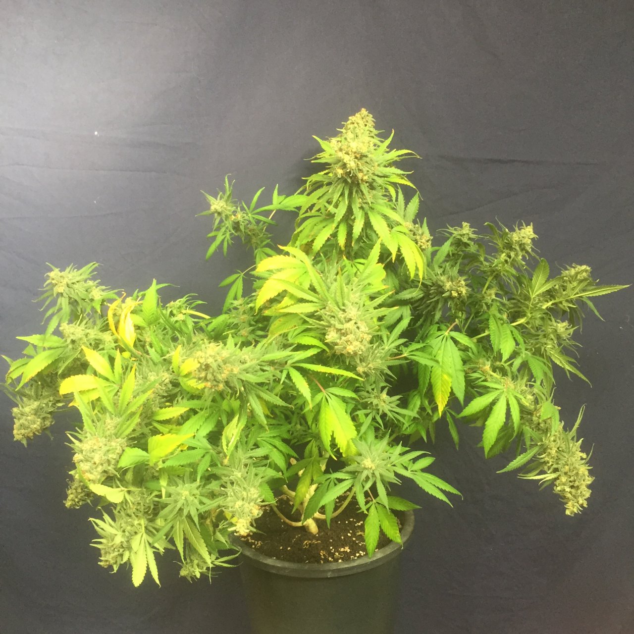 GSC #4, day 68