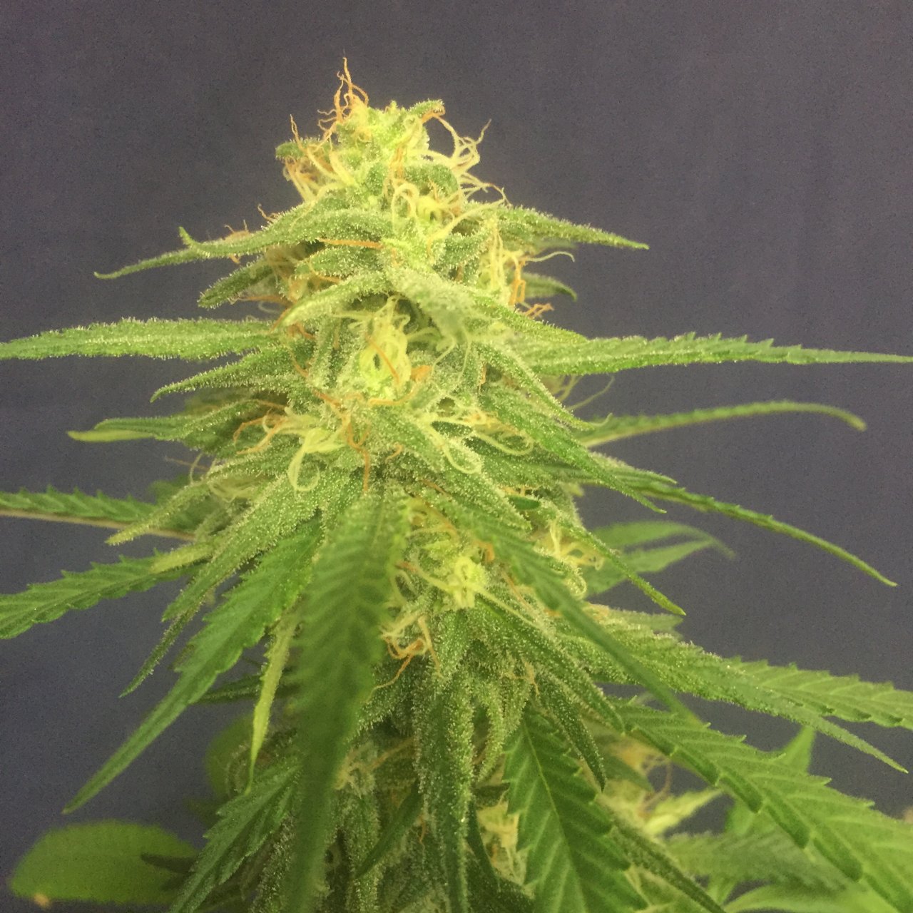 GSC #5, day 38