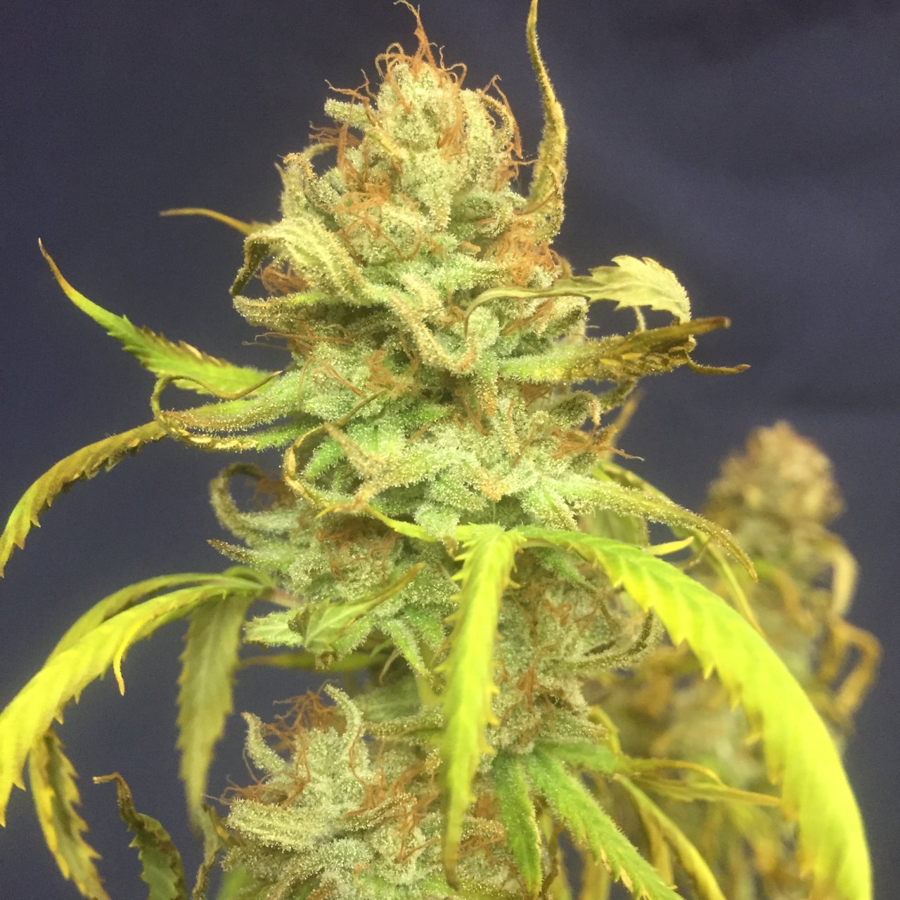 GSC #5, day 56