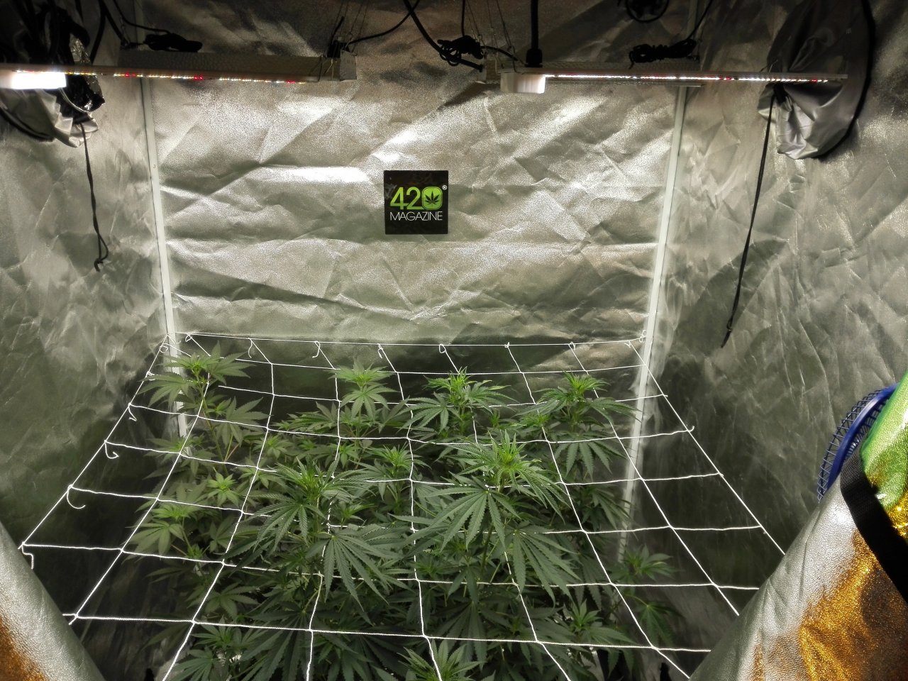 GSC 6-15-2021 --61 days from sprout.jpg