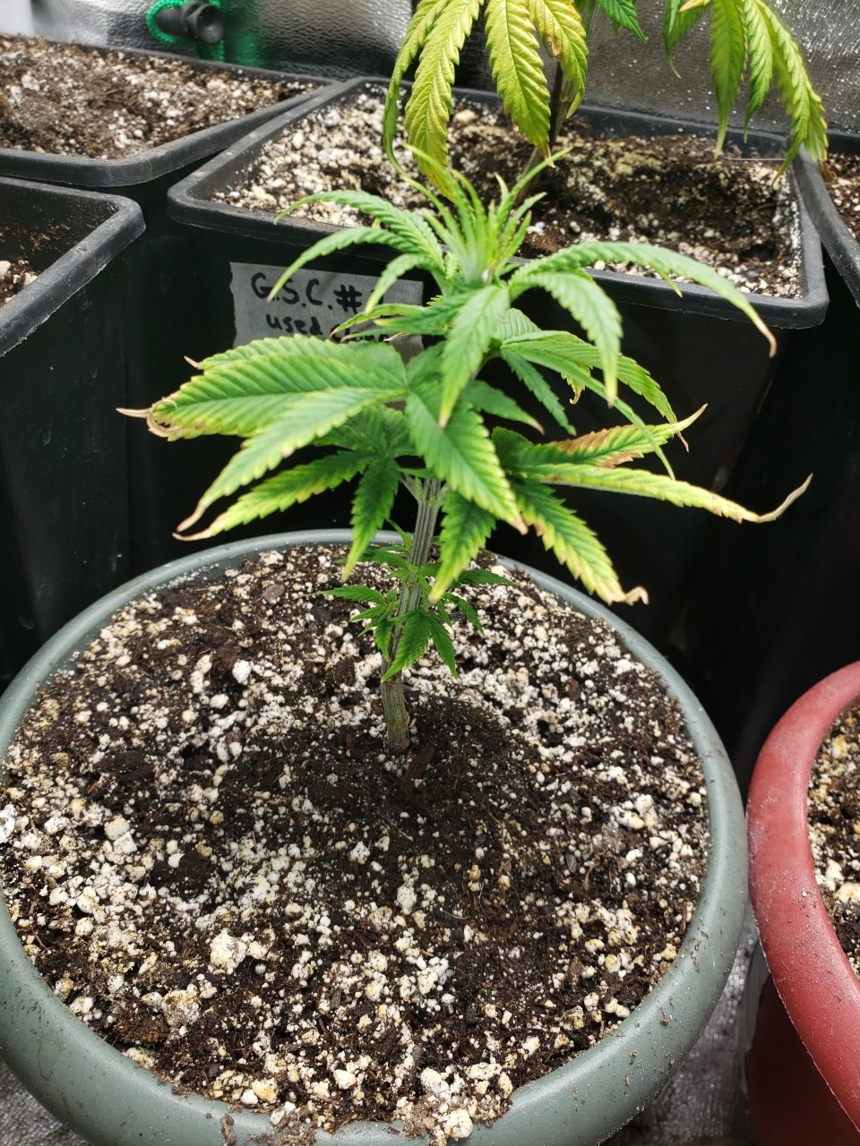 GSC clone 26 days old should I keep it?