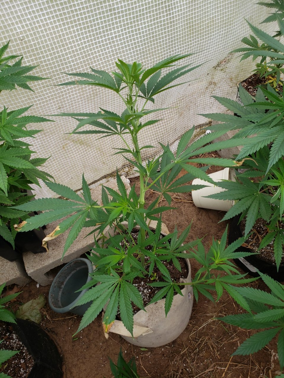 GSC clone outdoor still waiting to show sex