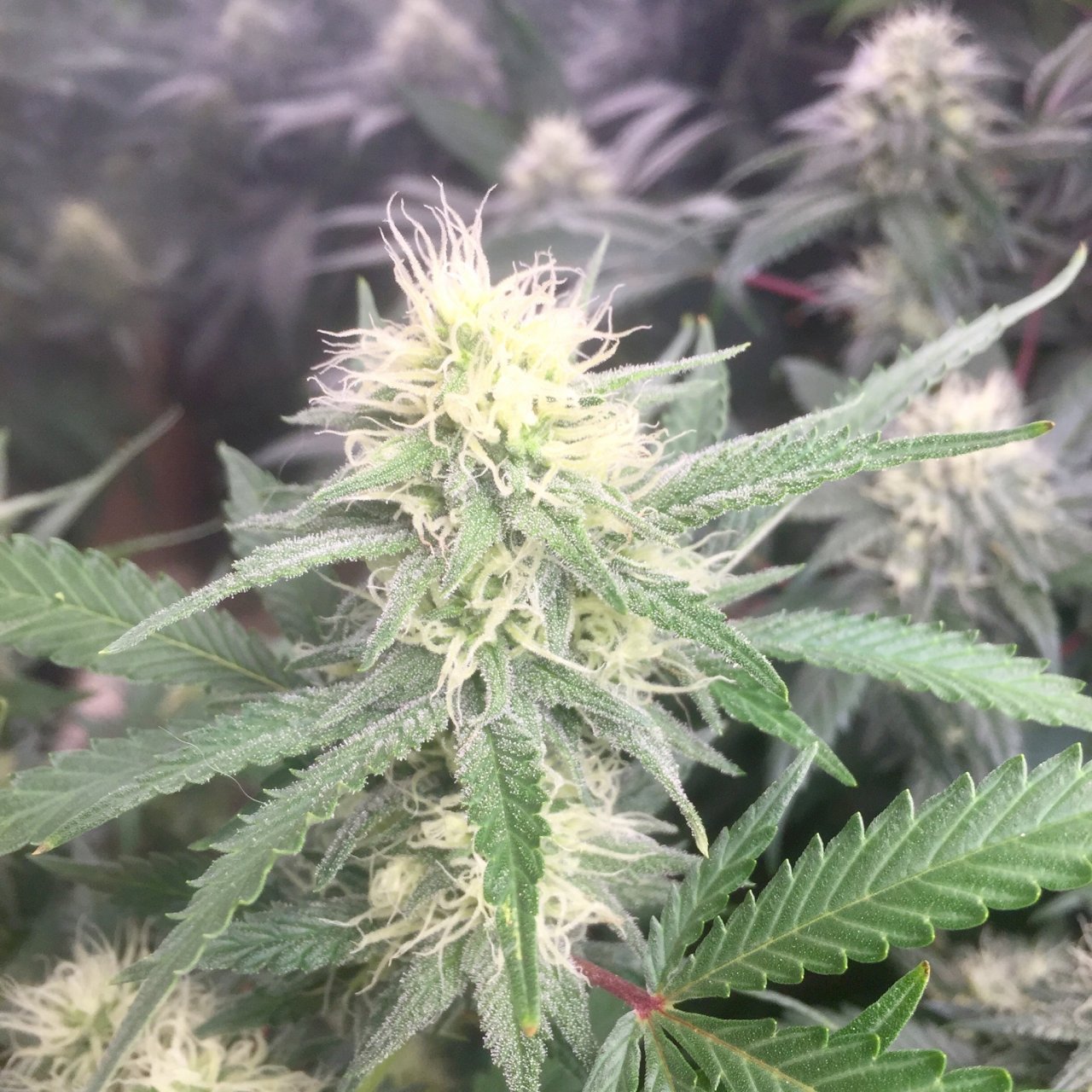 GSC, day 30