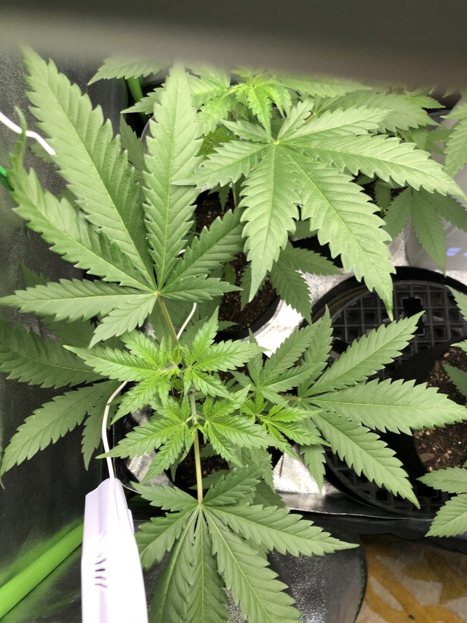 GSC - Day 37