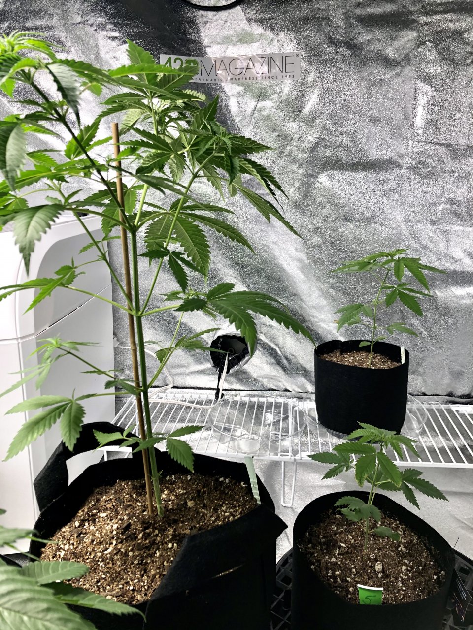 GSC - Day 44
