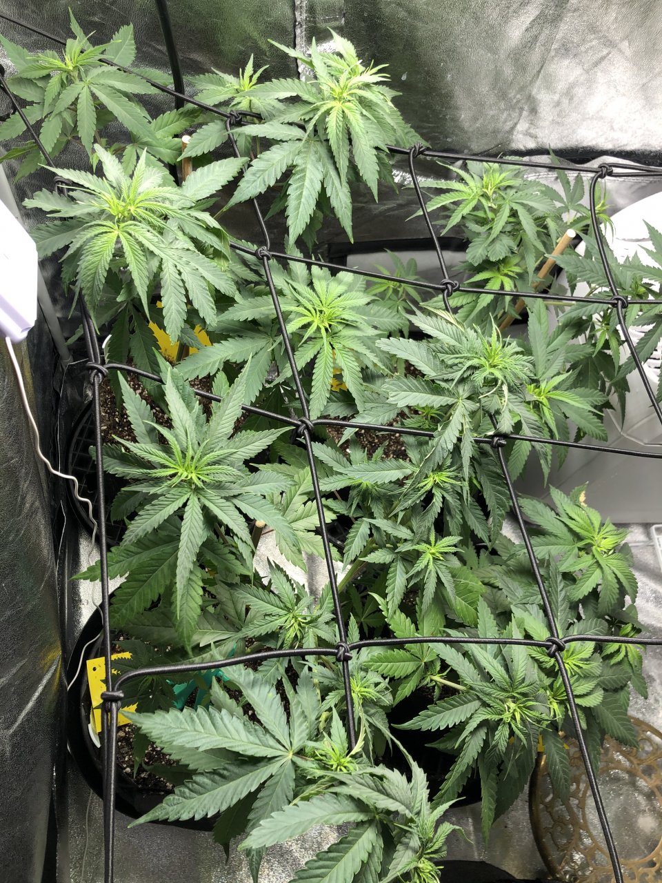 GSC - Day 50/40