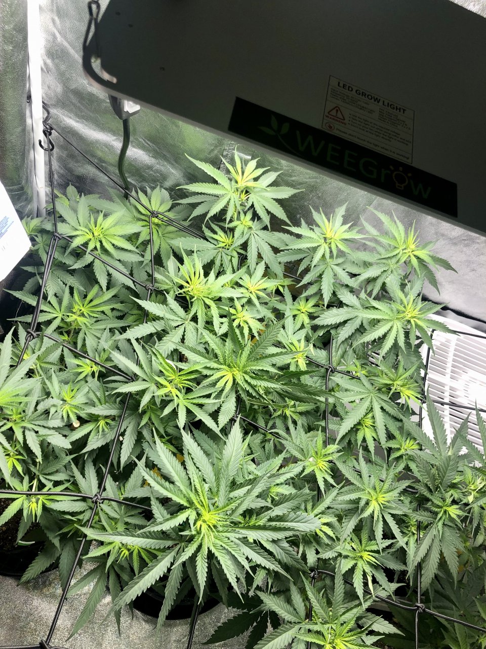 GSC - Day 57/Day 5 in Flower