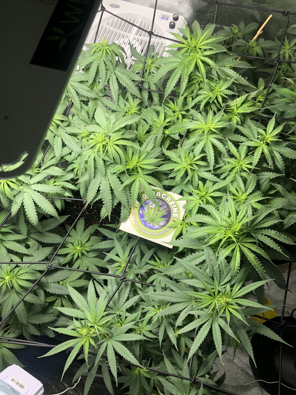 GSC - Day 63/ Day 11 Flower