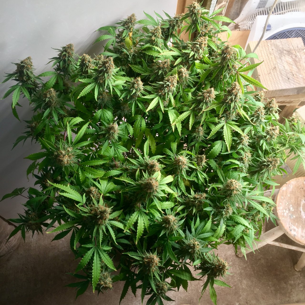 GSC, day 68