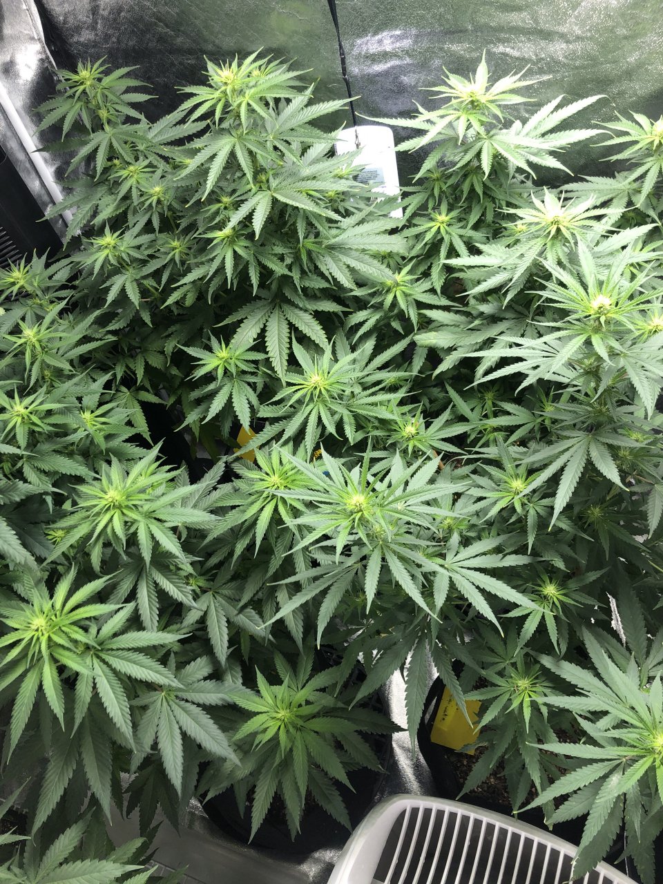 GSC - Day 69 - Flower Day 17