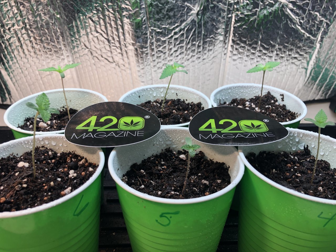 GSC Day 9 Seedlings