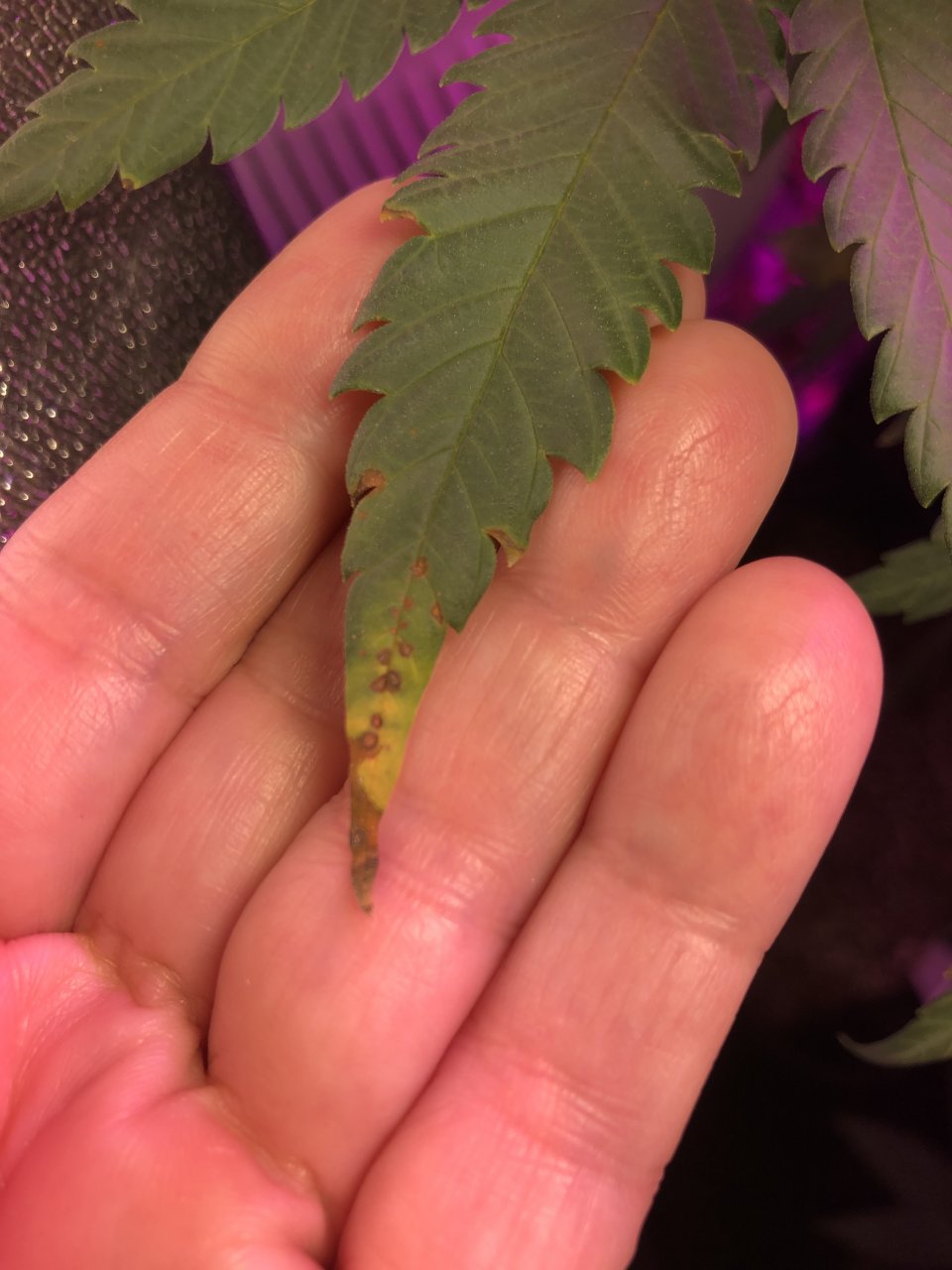GSC - leaf issue