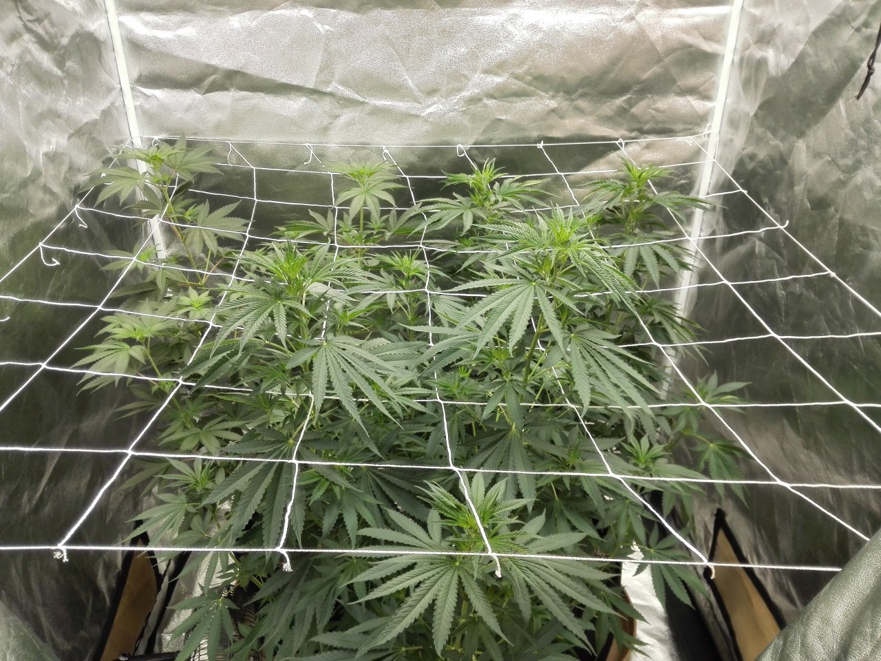 GSC Ready for the stretch 6-15-2021 --61 days from sprout.jpg