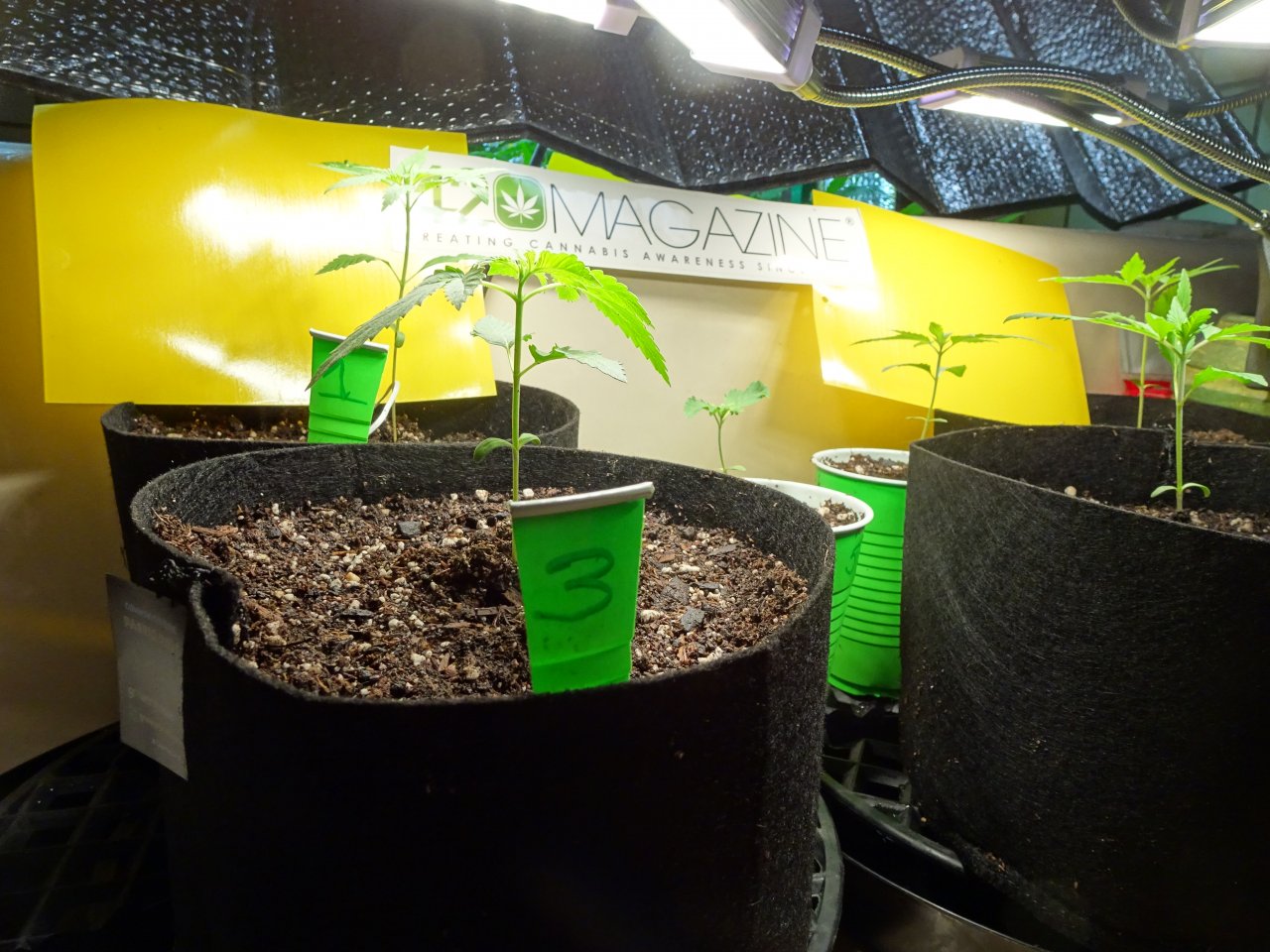GSC Seedlings transplanted at Day 17