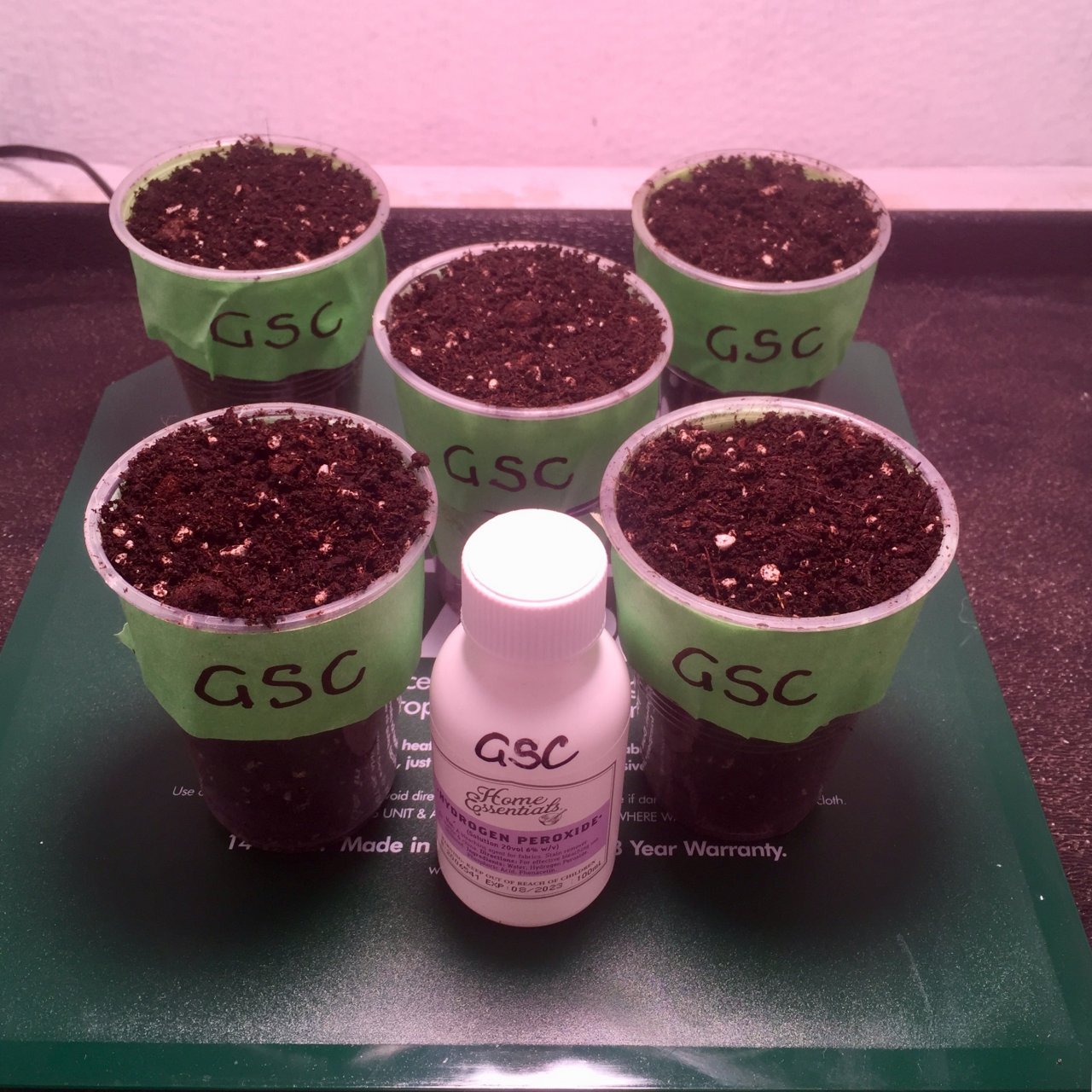 GSC seeds soaking