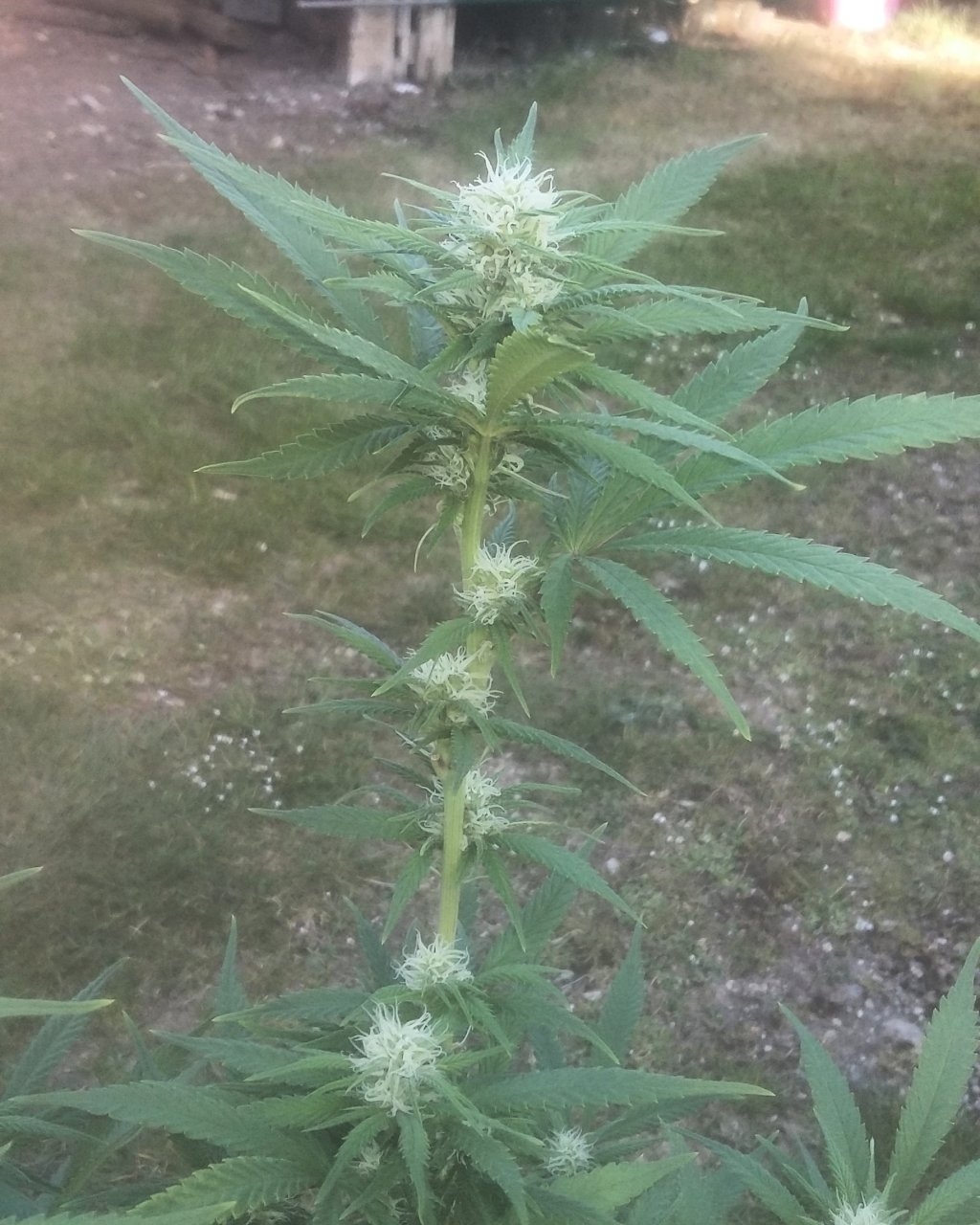 GSCrack soon to be cola