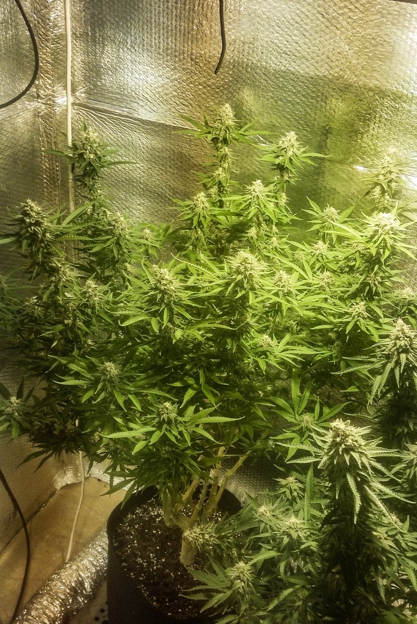 GSCrack... still buds that wouldnt fit in the pic lol