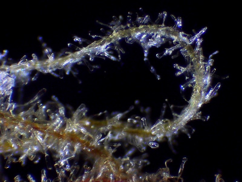 hair under microscope